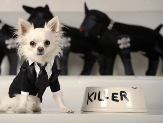 Funny dressed up dogs
